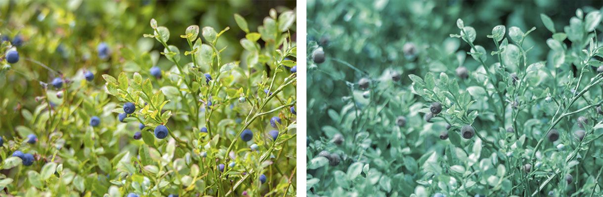 Image comparing blueberry plants seen with regular sight and how a colour blind would see the same plants.